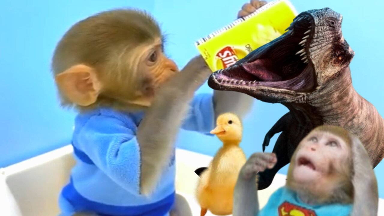 Bonmonkeykiki help duck||Animalht & dinosaur video ||Animalht video