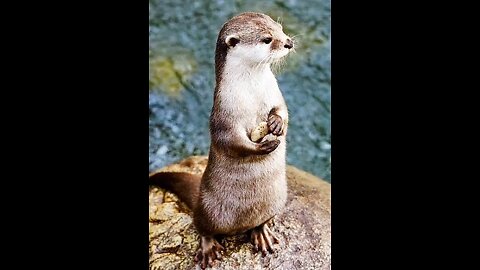 Adorable Otter Guards Her Treasure with Pride
