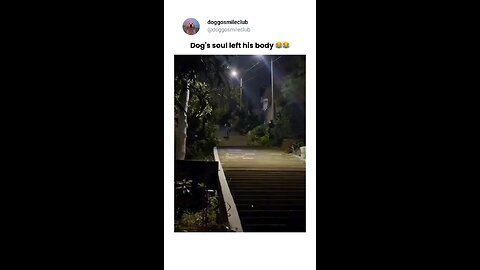 funny dogs going crazy