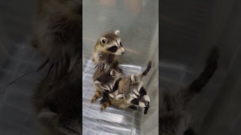 The girl became the mother of three playful raccoons