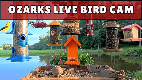 Live Bird Feeder Cam: Ozarks Missouri