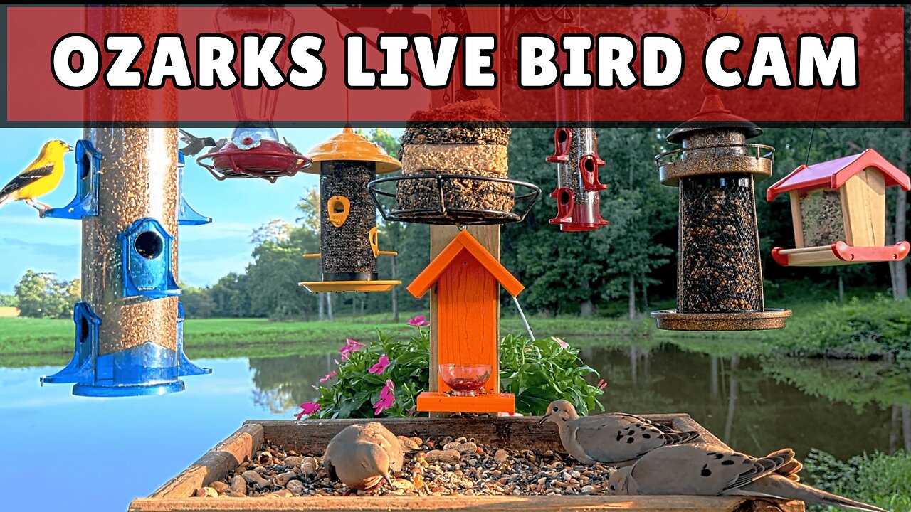 Live Bird Watching: Ozark Wildlife Cam