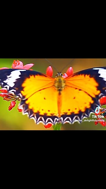 PEACE IN TROUBLED TIMES - DAILY DEVOTIONAL ❤️