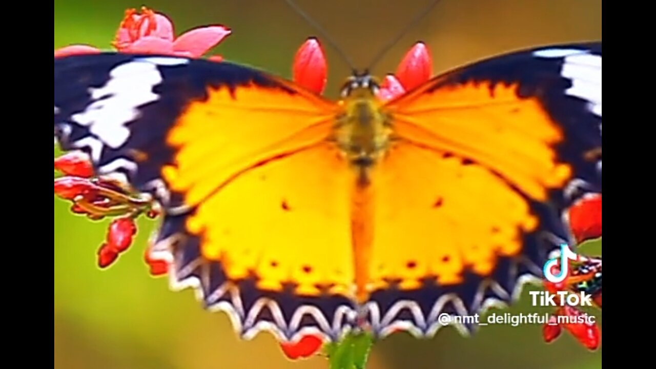 PEACE IN TROUBLED TIMES - DAILY DEVOTIONAL ❤️