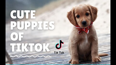 The 10 Cutest Puppy Breeds