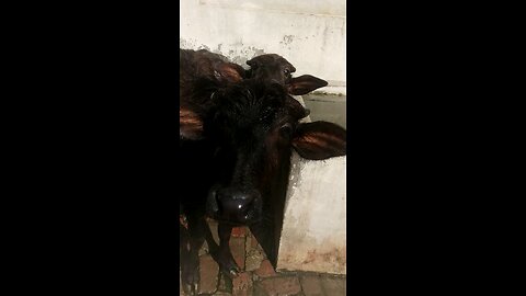pet