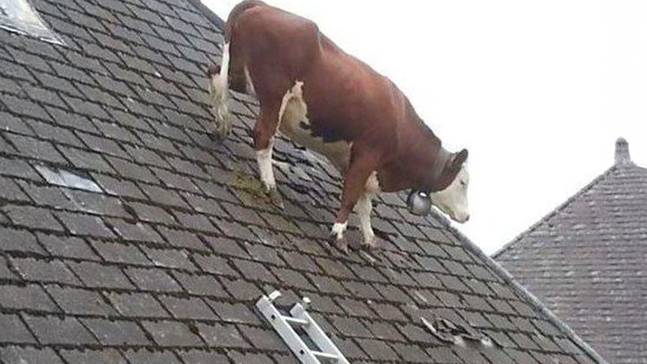 Funniest ANIMALS Videos That Will Make You Burst Into Laughter 😂