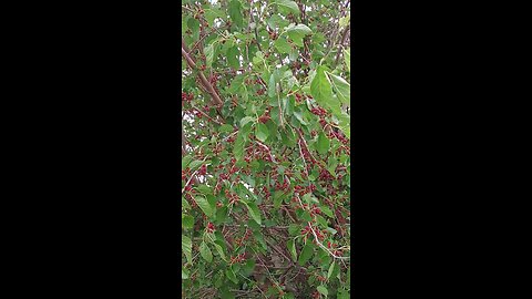 Mulberry tree