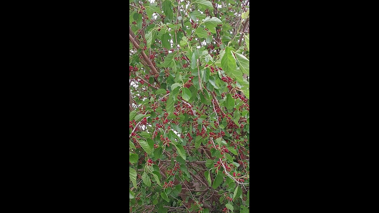 Mulberry tree