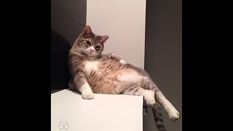 You Won't Stop Laughing at These Hilarious Animal Fails!