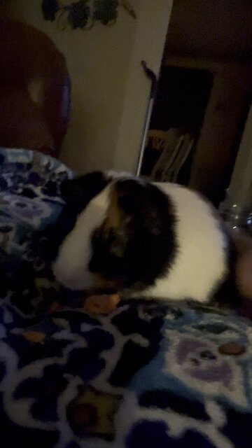 Benny our guinea pig eating a carrot