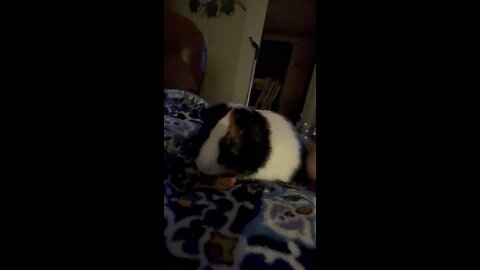 Benny our guinea pig eating a carrot