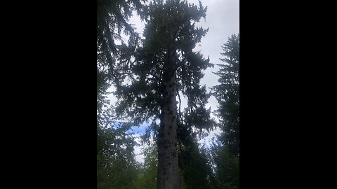 WISDOM FROM ANCIENT TREES, AND CREATING WORLD PEACE!