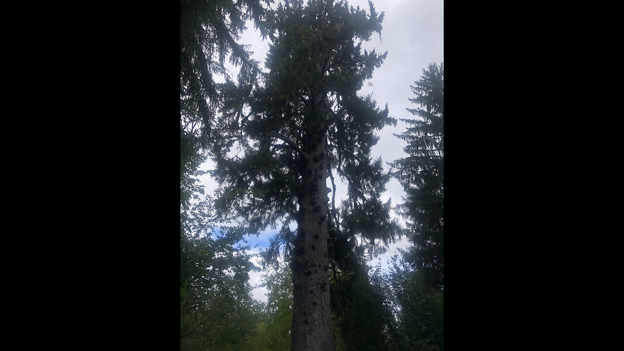 WISDOM FROM ANCIENT TREES, AND CREATING WORLD PEACE!