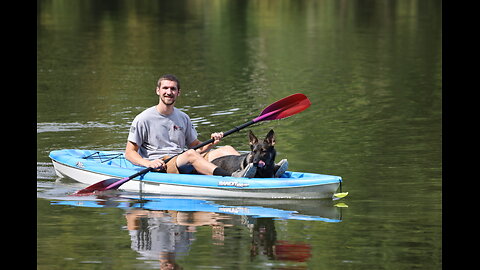 Buying a Personal Protection Dog