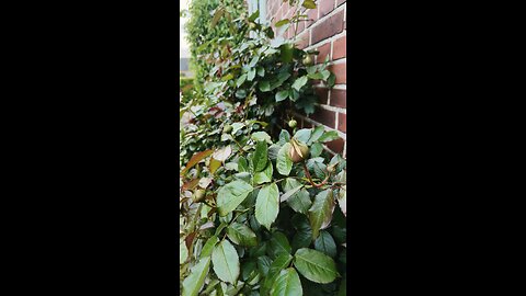 Dry Spring? Water Now, Get More Blooms Later!