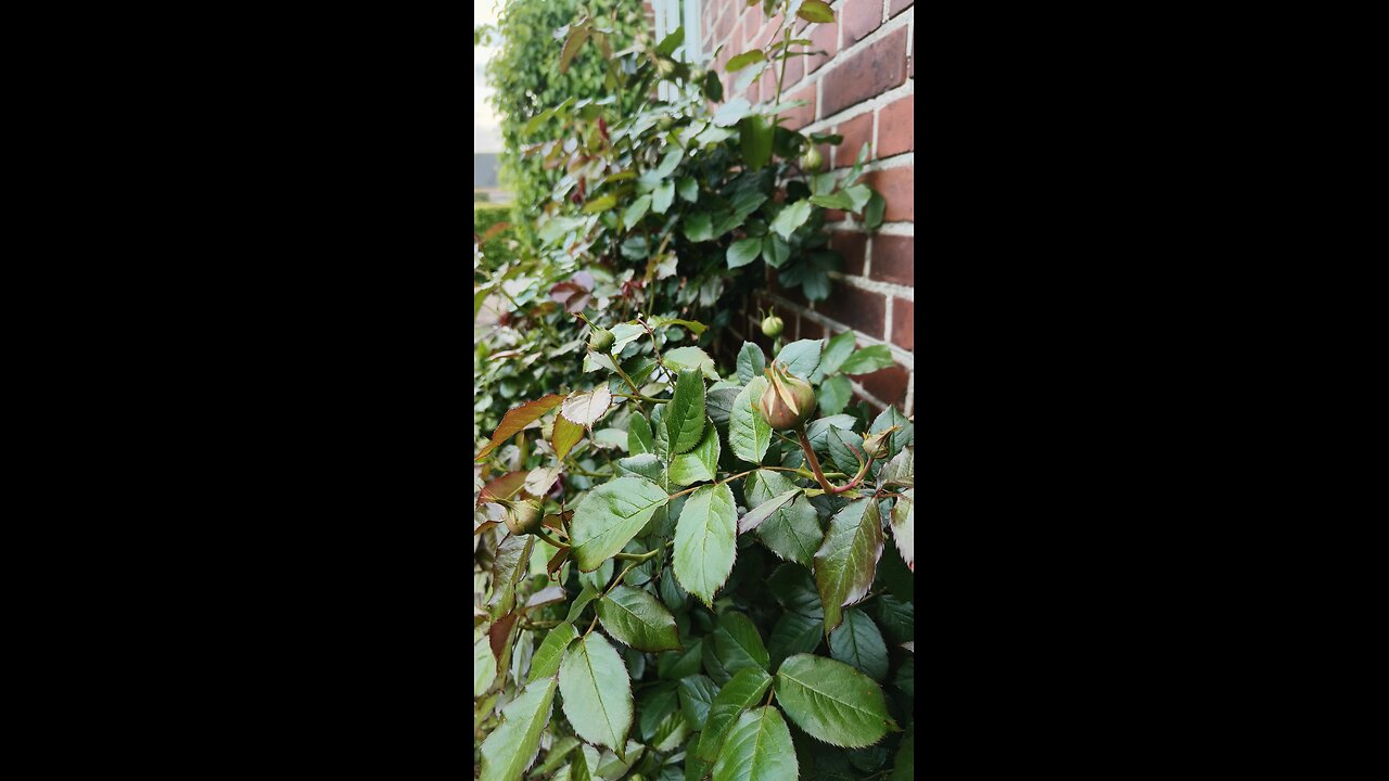 Dry Spring? Water Now, Get More Blooms Later!