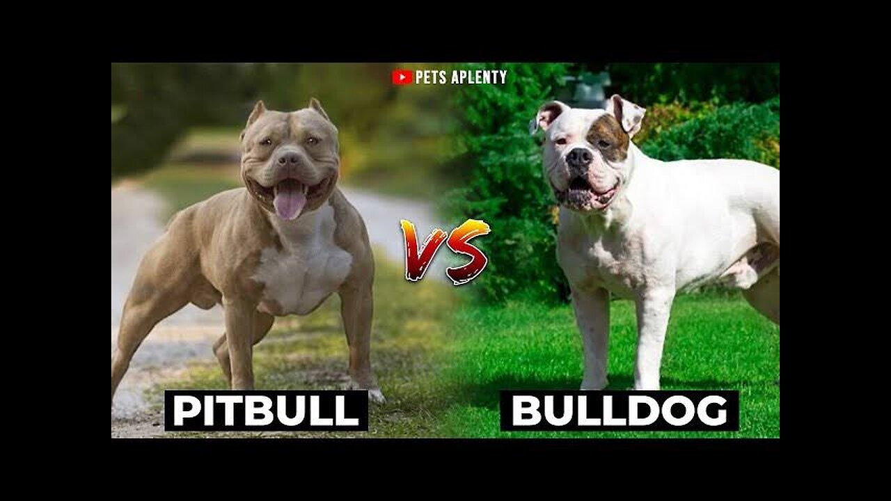 Top 10 most dangerous dog in the world shorts | #shorts #dog #top10 #dangerous