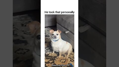 This Pet Just Broke the Internet!