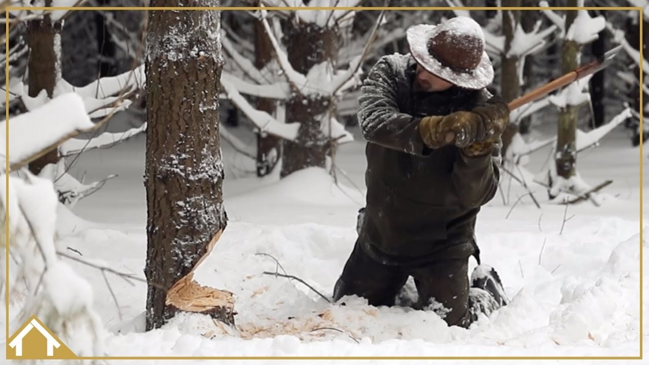 EP 01: Harvesting Our Cabin Logs