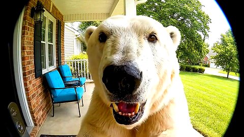 CCTV Camera Caught Polar Bear & Animals Ringing The Doorbell