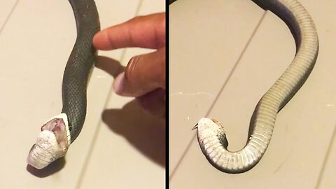 Dramatic Snake "Dies" After Being Touched