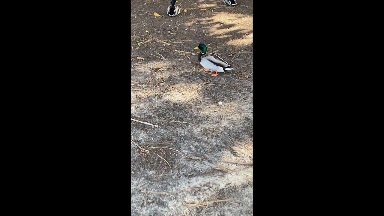 Mallard Ducks 🦆 #mallardducks #ducks #duck #followme #shorts #viral #trending