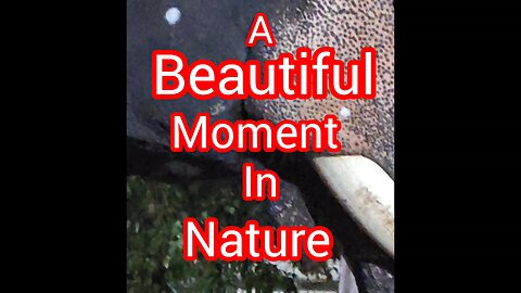 peaceful elephant eating -A beautiful moment in nature