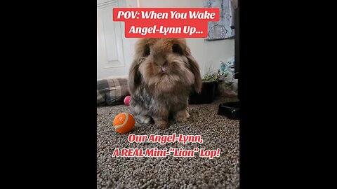 I Love My Angel-Lynn🐇,A True "Lion" Lop #GangstaBunny #MiniLionLop #Bunnies #AI #Lion