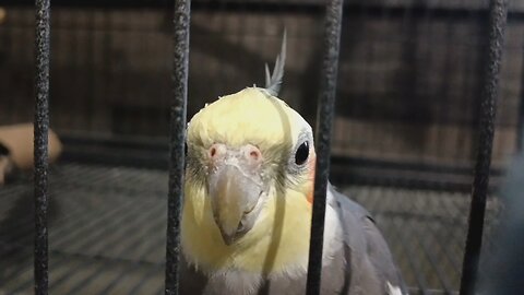 talking cockatiel banjo random funnies