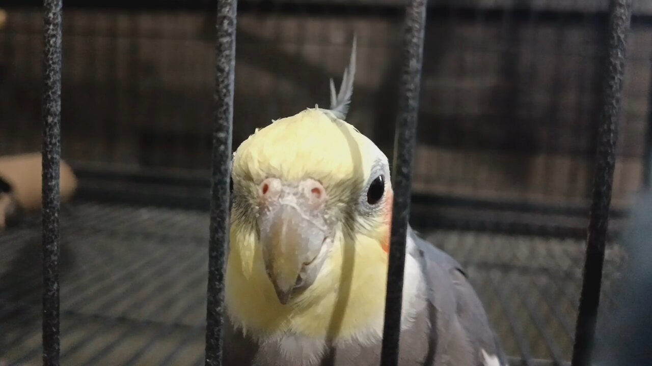 talking cockatiel banjo random funnies
