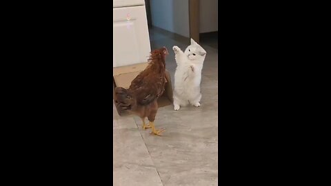 Cat Chicken Fight