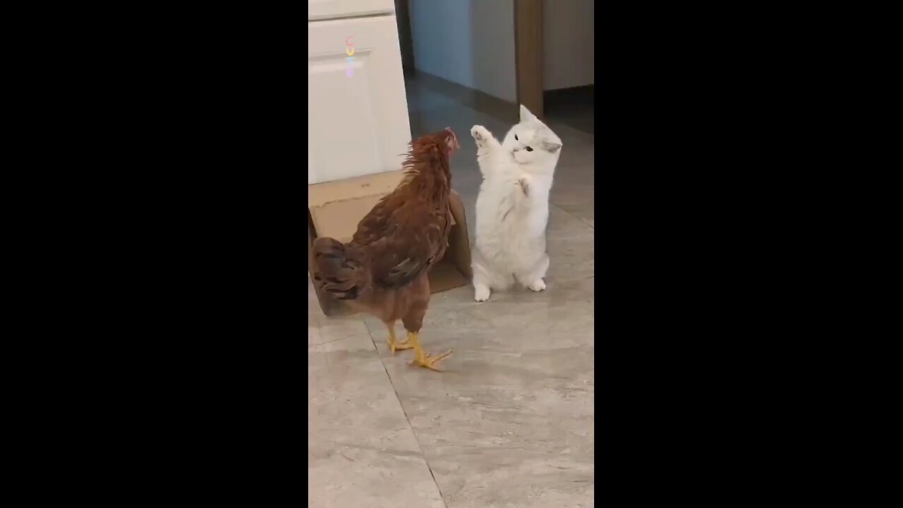 Cat Chicken Fight