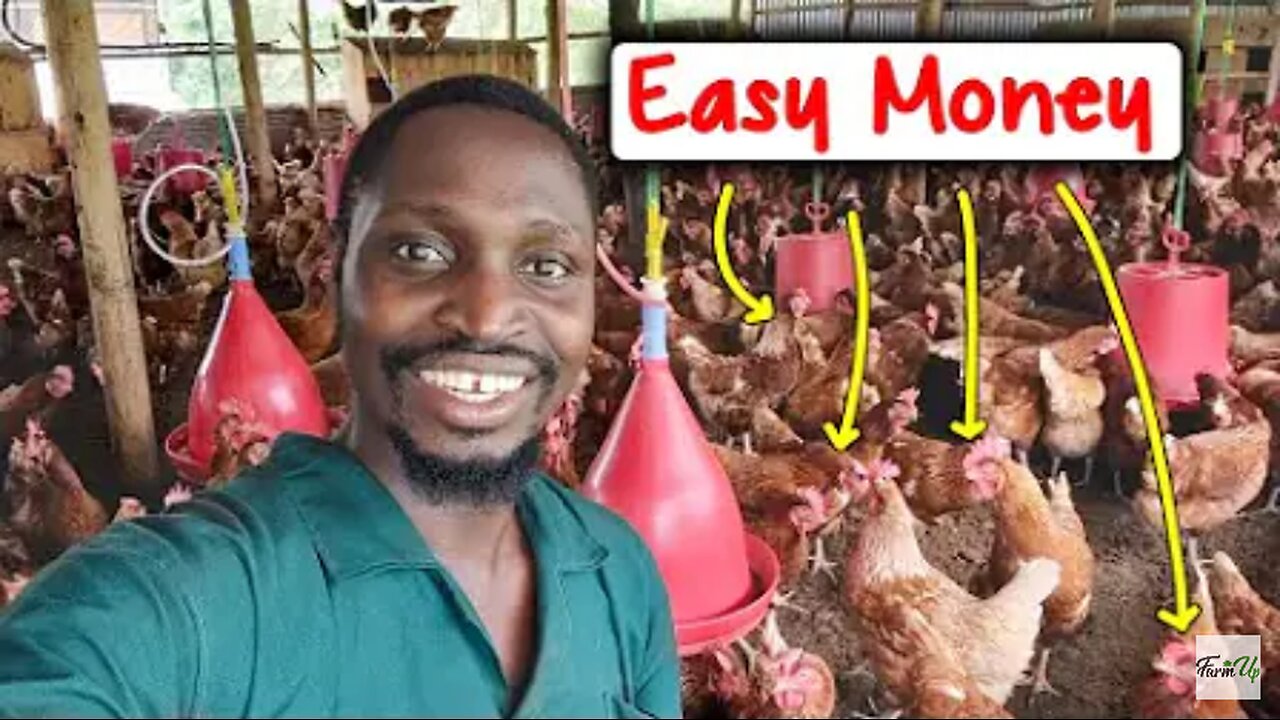 How I Make EASY MONEY from Chickens using THIS Cheap Method