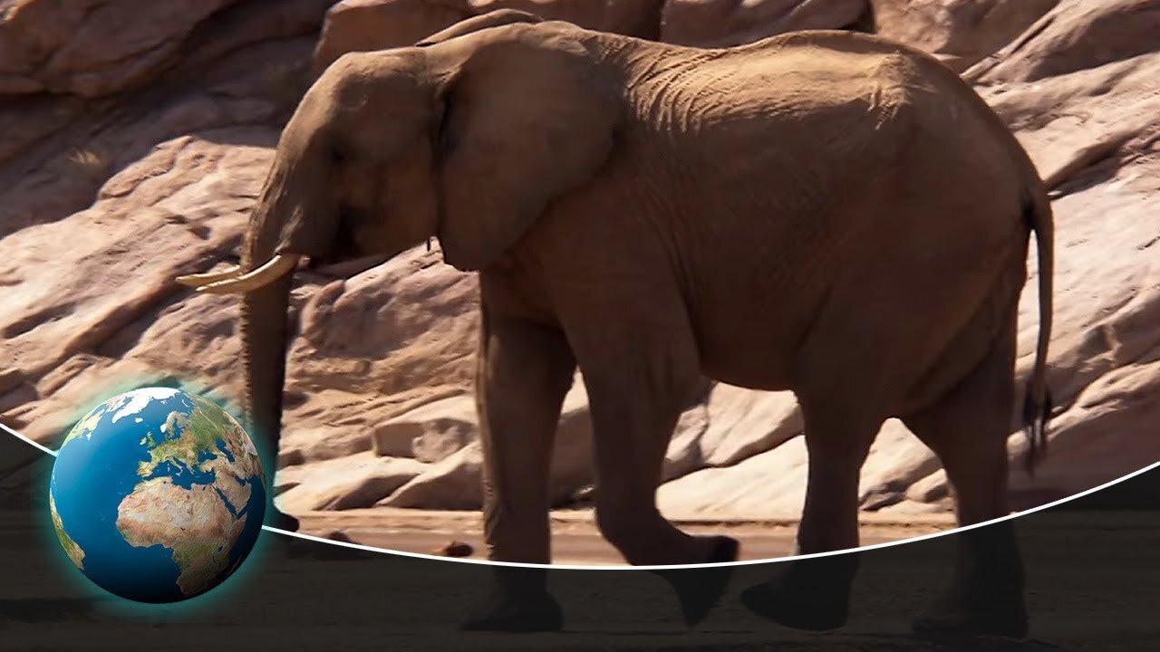 Life in the Oldest Desert_ Namibia's Namib Exploration
