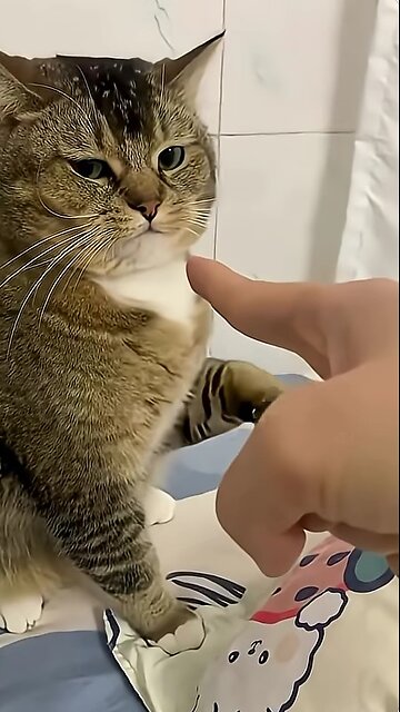 Funny cats and dogs!