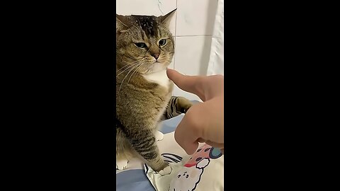 Funny cats and dogs!