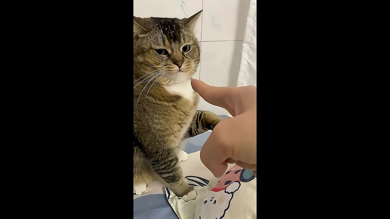 Funny cats and dogs!