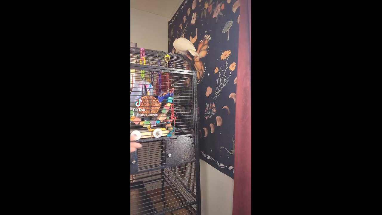 Cockatoo Said "WTF"