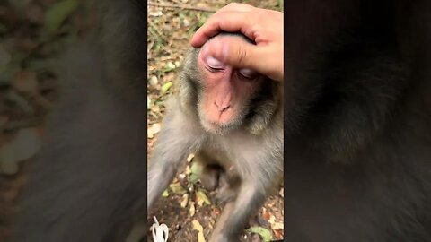 Extremely relaxed expression of a wild monkey