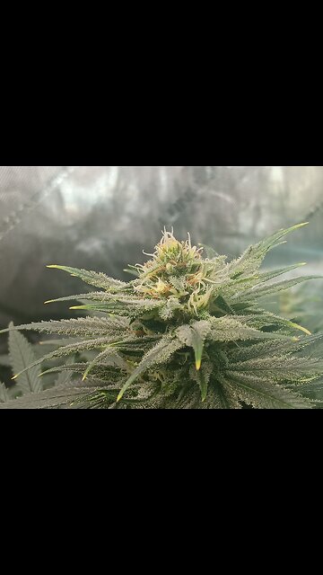 Wedding cheesecakeweek 14 day 3