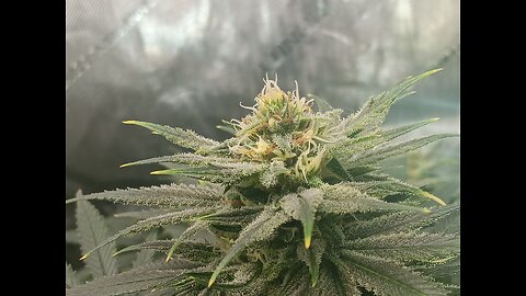 Wedding cheesecakeweek 14 day 3