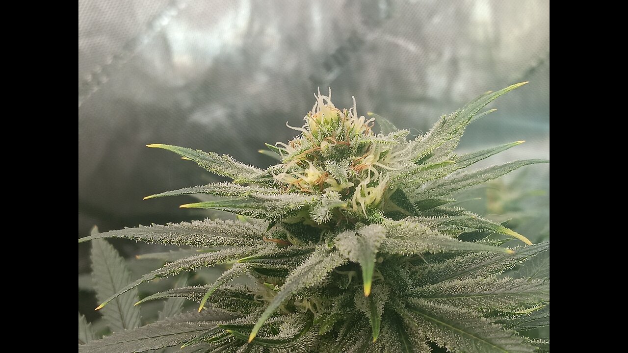 Wedding cheesecakeweek 14 day 3