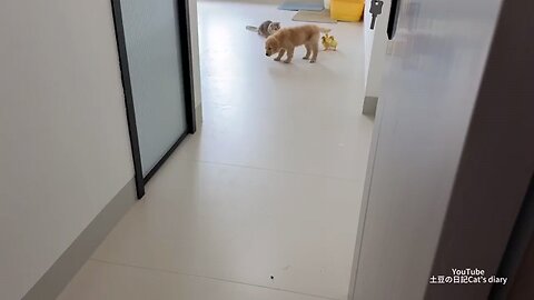 Puppy and ducklings