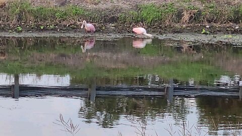 Rosette spoonbills
