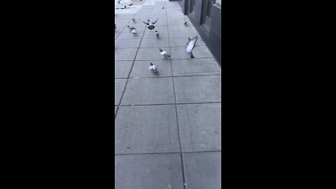 Pigeon surge