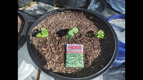 Old Green Bean Seeds Sprouted 9/11/25