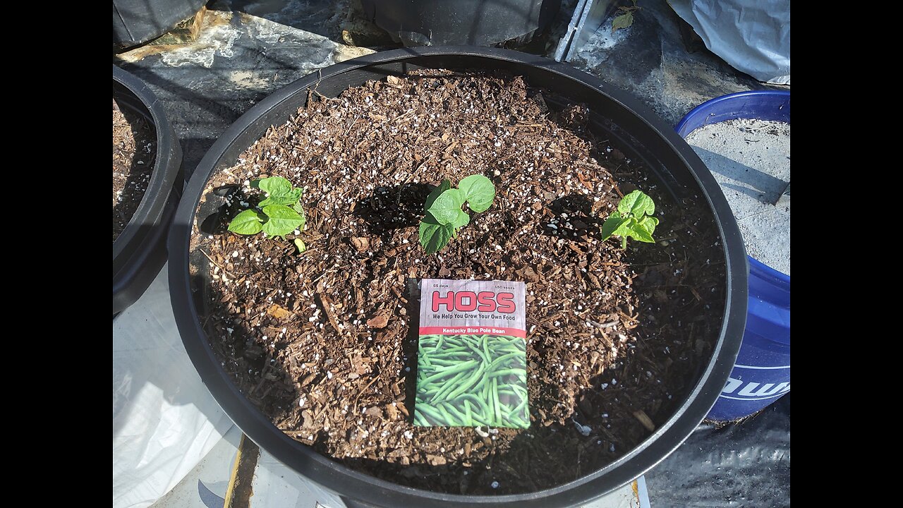 Old Green Bean Seeds Sprouted 9/11/25