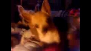 Sophie eats her wet dog food