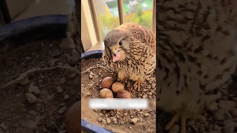 On the balcony the girl wasnt expecting to see it